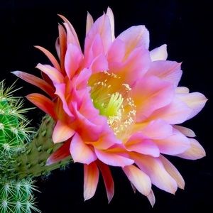 Meet your Posher, Candace